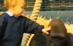 Little Girl Tries To Pet This Gorilla. Moments Later? It Tore My Heart Up