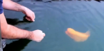 Guy Puts His Hands In The Water To Touch This Fish. Moments Later? Things Get Strange