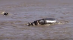 A Helpless Baby Zebra Is Drowning In The River. Now Watch The Hippo’s Surprising Reaction!