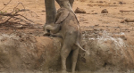 Baby Elephant Is Trapped And Begging Mom For Help. But Wait Till You See Who Actually Rescues Him!