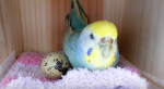 This Bird Adopts An Egg From The Supermarket. But What Hatches? The UNTHINKABLE