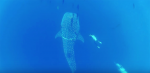 A Giant Whale Shark Swims Near This Diver, Then He Realizes Something Was Seriously Wrong!