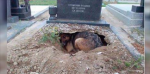 They Thought This Dog Was Grieving For Her Owner- Until They Saw What Was Underneath Her