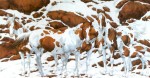 How Many Horses Do You See In This Gorgeous Snow Scene? This Is Tricky…