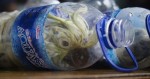 The customs agents tried to guess what was rustling in these plastic bottles. When they saw eyes, they grabbed the scissors.