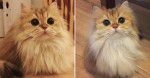 They Brought Home A Baby Cat, But As Months Went By, They Couldn’t Believe The Transformation!