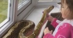 This Little Girl Saw A Huge Python By The Window… But Watch Her Hands When She Gets Closer!
