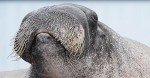 Enormous Walrus Closes His Eyes, Now Listen When He Opens His Mouth…