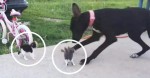 They Introduce Kittens To Their Giant Great Dane – And Things Get A Little Crazy!