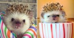 This ‘Vampire’ Hedgehog Is Instagram’s Newest Star