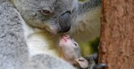 This Koala Joey Ventures Out Of His Mom’s Pouch For The First Time. At :31, My Heart Exploded!