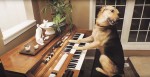 This Adorable Rescue Dog Runs Up To A Piano — Now Watch Her Left Paw At :14!