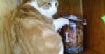 Cat Steals Some Cookies From The Cookie Jar, But Then Keep Watching Till 0:39… TOO Funny!!