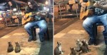 This Street Musician Was About To Call It Quits… But Then These Kittens Showed Up And Did THIS.