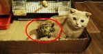 A Turtle Starts Crawling On The Kitty. When She Notices? OMG…