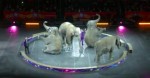 Ringling Elephants Perform Their Last-Ever Circus Show