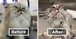 15 Hilarious Animals Before And After A Bath!
