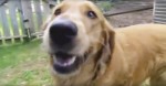 This Golden Retriever Ran Away From Home, And You Won’t BELIEVE Where He Went!
