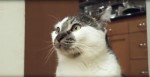 He Asks His Cat “What’s Going On?” But The Response He Gets? LOL, It’s Too Funny…