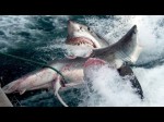 ‘Monster Shark’ Bites Great White In Half Near Stradbroke Island