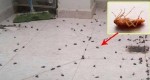 This Is The Most Effective Way To Completely Remove All The Cockroaches From Your House Forever!