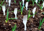 She Sticks Forks In Her Garden. The Reason Why? Truly Genius!