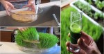 HOW TO GROW ORGANIC WHEATGRASS AT HOME (THE MOST ALKALIZING FOOD YOU SHOULD BE EATING EVERY DAY!)