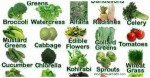 THESE 5 ALKALINE FOODS CAN PREVENT A NUMBER OF DISEASES INCLUDING CANCER