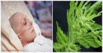 THIS HERB DESTROYS CANCER IN LESS THAN ONE DAY!