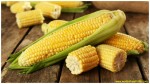 10 MOST COMMON GMO FOODS