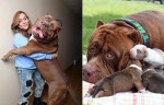World’s Largest Pitbull ‘Hulk’ Is Taking The Internet By Storm With His Parenting Abilities