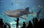 Here’s Why No Aquarium Has A Great White Shark