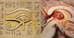 One Of The BIGGEST Secrets Kept From Humanity: The Pineal Gland!