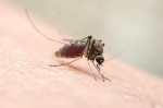 Zika Virus Cases Confirmed in Miami Beach