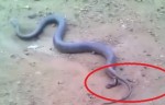 It Looked Like A Normal Snake…But What Came Out Of It Freaks Me Out