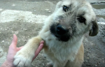 Grateful Dog Shakes Rescuer’s Hand When He Learns He’s Being Saved. The Story Will Leave You Speechl