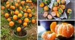 You Will Not Buy Tangerines Again. Plant Them In a Flowerpot and You Will Always Have Hundreds Of Them!