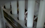 Ever Wondered How Long Eggs Are Produced? Find Out Here