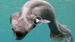 Phenomenal! This preistoric shark that no one knew about was discovered and it’s a monster