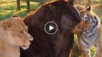 Can you believe that a bear and a tiger are best friends? Watch this!