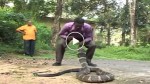 This Indian isn’t scared by an over 4 metres long royal cobra! Watch this!