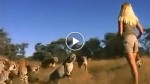 A young girl is attacked by 6 cheetas but her reaction is amazing!