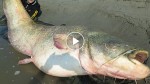 These guys caught a giant catfish that can swallow a human! It is dubbed as the river monster