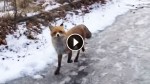 Man Has Walk With Friendly Fox In Pripyat