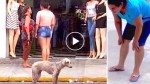 A street dog was ignored by people every day. Until everything changed!
