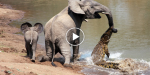Alligator Viciously Attack An Elephant Trunk. What Happened Next Is Unbelievable.
