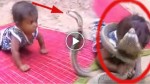 1-year-old baby was attacked and repeatedly bitten by a king cobra! SHOCKING!