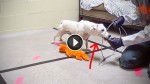 Traumatized Puppy Mill Dog Makes an Amazing Recovery