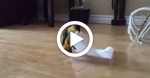 He Was Hoping His Bird Will Do It Again and He Does. Hits Record Quickly as He Can [video]
