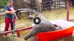 What This Rescued Baby Elephant Does Is LOL Funny!